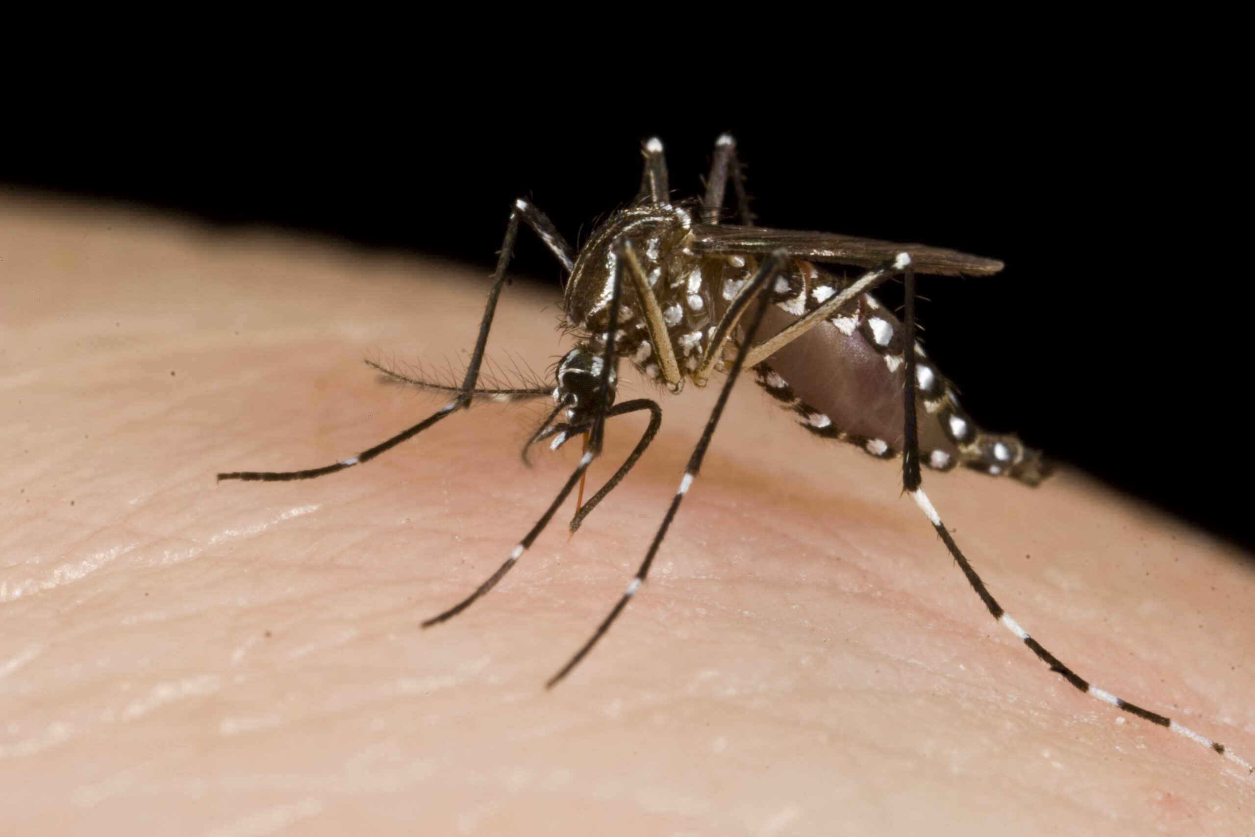 Mejores Aceites Esenciales Antimosquitos